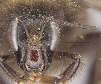 Media type: image;   Entomology 564 Aspect: head frontal view